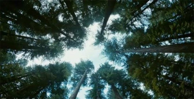 el arbol de la vida_cinemanet_3