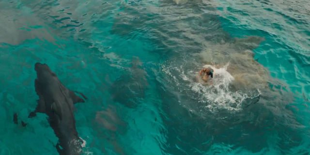 landscape-1466777229-the-shallows-shark-blake-lively